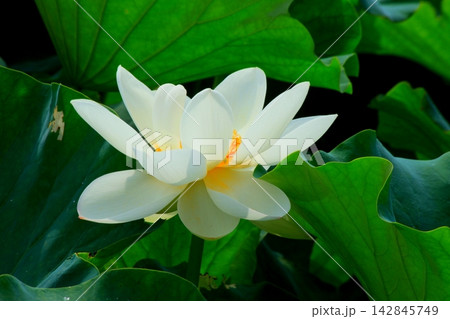 美しい白い蓮の花 美しい白い蓮の花 142845749