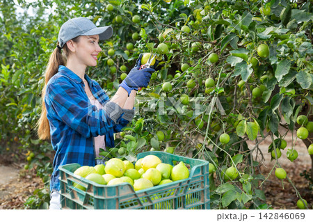 Delighted farmer woman holding lemons in fruit farm 142846069