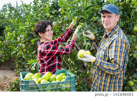 Positive busy young man and woman farmers gatheringlemons in orchard in autumn 142846081