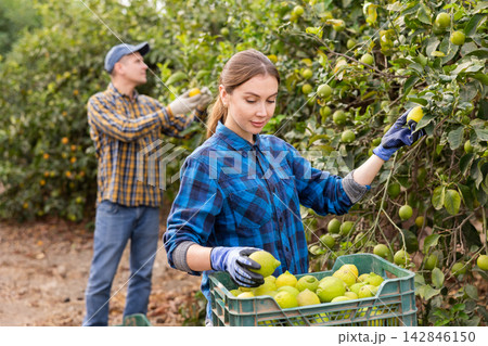 Delighted farmers picking lemons in fruit farm 142846150