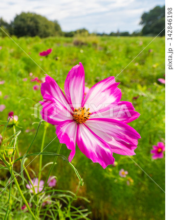 白とピンクのグラデーションが鮮やかなコスモスの花 白とピンクのグラデーションが鮮やかなコスモスの花 142846198