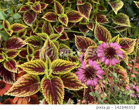 鮮やかな斑入りコリウスの葉とピンクの花のカラーリーフガーデン 鮮やかな斑入りコリウスの葉とピンクの花のカラーリーフガーデン 142846353