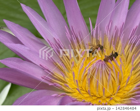 青紫色のスイレンの花蜜に集まるミツバチ (マクロ撮影) 142846484