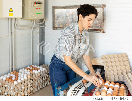 Focused Latin female farmer sorting and packing chicken eggs on farm Focused Latin female farmer sorting and packing chicken eggs on farm 142846487