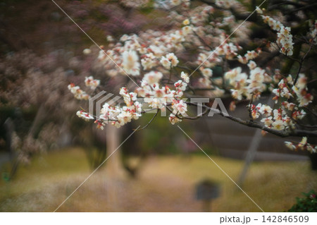 京都府八幡市松花堂公園の早春の満開の梅 142846509