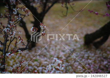 京都府八幡市松花堂公園の早春の満開の梅 京都府八幡市松花堂公園の早春の満開の梅 142846527