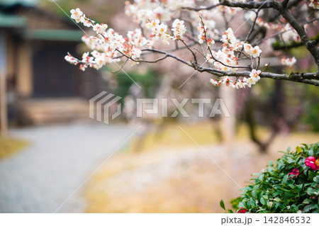 京都府八幡市松花堂公園の早春の満開の梅 142846532