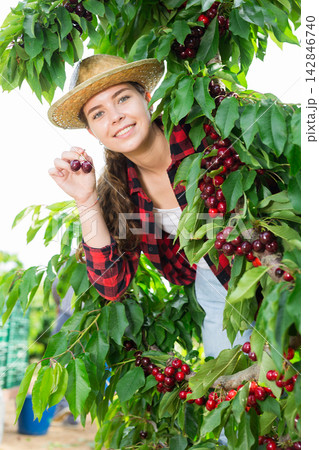 Positive woman harvesting ripe cherry in his orchard on day Positive woman harvesting ripe cherry in his orchard on day 142846740