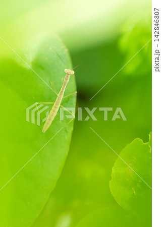 葉の上にたたずむカマキリの幼虫 葉の上にたたずむカマキリの幼虫 142846807