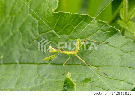 葉の上でポーズをとるカマキリの幼虫 142846810