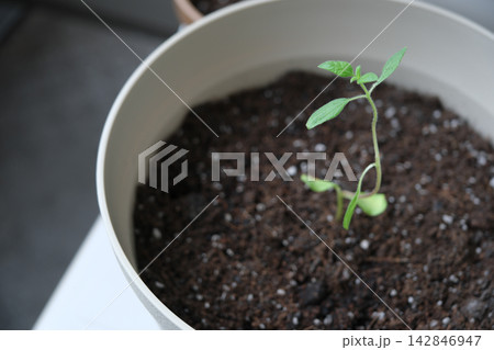 ベランダの鉢に植えたひまわりの苗と培養土 ベランダの鉢に植えたひまわりの苗と培養土 142846947