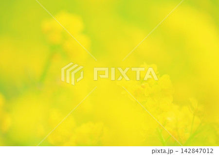 菜の花のある風景 菜の花のある風景 142847012
