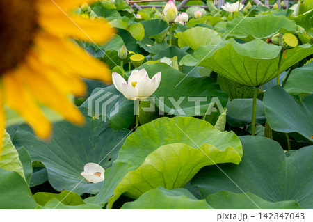 ひまわりと蓮の花 142847043