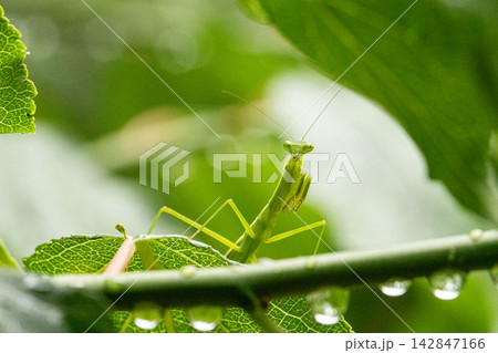雨に濡れた葉の間にたたずむカマキリ 雨に濡れた葉の間にたたずむカマキリ 142847166