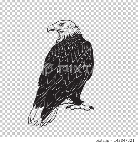 Bald Eagle Line Art Bald Eagle Line Art 142847321