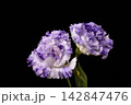 トルコ桔梗 142847476