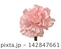 カーネイション 142847661