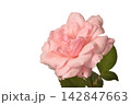バラ 142847663