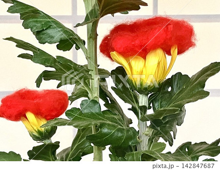 菊の着せ綿(黄菊には赤色) 菊の着せ綿(黄菊には赤色) 142847687