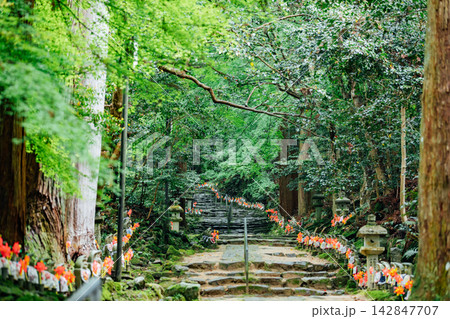 【滋賀県東近江市】金剛輪寺 千体地蔵が並ぶ参道と新緑 【滋賀県東近江市】金剛輪寺 千体地蔵が並ぶ参道と新緑 142847707