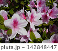 ピンク色のツツジの花 142848447