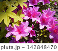 濃いピンク色のツツジの花 142848470