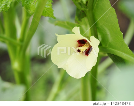 家庭菜園に咲いたオクラの花 142848478