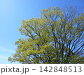 青空と新緑の大きな樹 142848513