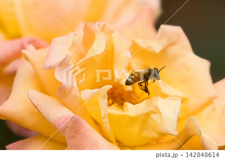 薔薇の花にミツバチ 薔薇の花にミツバチ 142848614