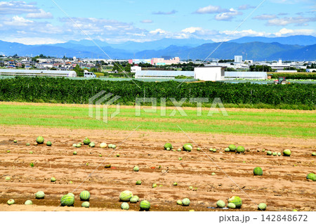 長野県山形村の長芋畑よりアイシティ21方面を望む(長野県山形村)【2026.9】 長野県山形村の長芋畑よりアイシティ21方面を望む(長野県山形村)【2026.9】 142848672