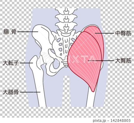 臀大肌和臀中肌;骨盆周圍的骨骼;髖關節 臀大肌和臀中肌;骨盆周圍的骨骼;髖關節 142848803