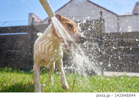 Jack Russell Terrier playing with water from garden hose 142848844