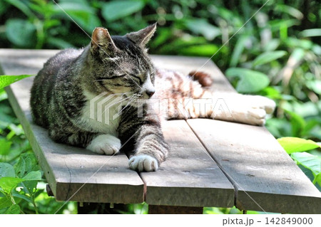 新緑の公園のベンチで気持ちよさそうにまどろむ猫 142849000