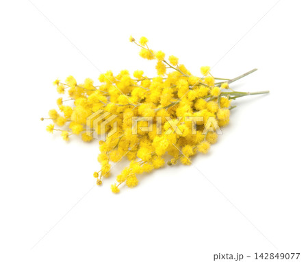 Mimosa flower on white backgrounds 142849077