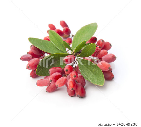 barbarum berries with leaves on white backgrounds barbarum berries with leaves on white backgrounds 142849288