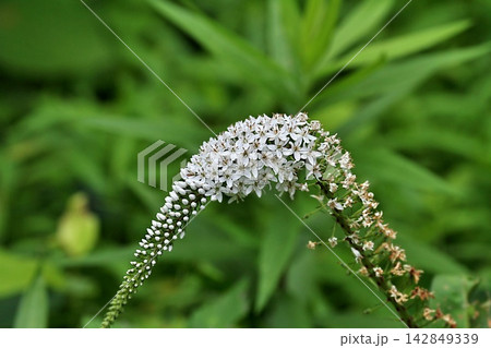 新緑の中に咲く白いオカノトラノオ(岡の虎の尾)の花 新緑の中に咲く白いオカノトラノオ(岡の虎の尾)の花 142849339