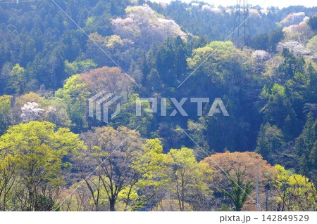 【神奈川県】春霞の芽吹きの里山 142849529