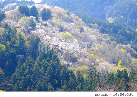【神奈川県】山に咲く桜 142849530
