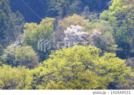 【神奈川県】山桜と新緑が美しい里山 142849531