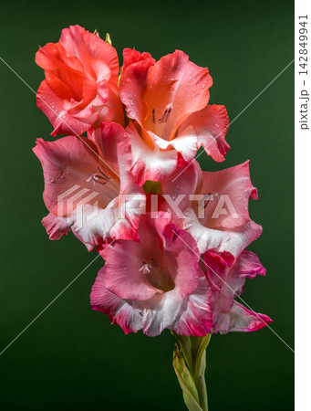 Pink And Coral Gladiolus Flowers In Bloom On Green Backdrop 142849941