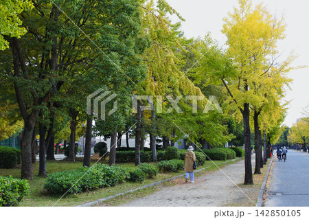 大阪城公園の秋の情景 銀杏並木 大阪城公園の秋の情景 銀杏並木 142850105
