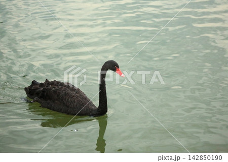 Black Swan and White Swans Swimming Elegantly on Calm Water Surface 142850190