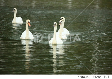 Black Swan and White Swans Swimming Elegantly on Calm Water Surface Black Swan and White Swans Swimming Elegantly on Calm Water Surface 142850191