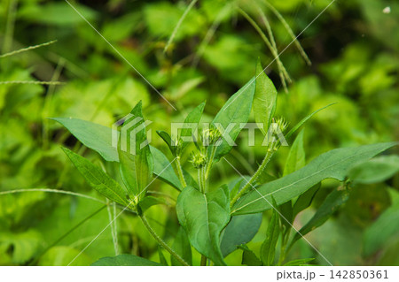 雑草だらけの菜園 雑草だらけの菜園 142850361