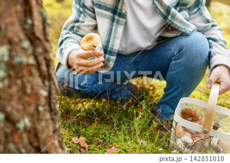 Man picking wild mushrooms in a beautiful forest, placing them carefully into his basket. Concept of mushroom foraging, autumn harvest, wild food, outdoor activity, connection with nature. Man picking wild mushrooms in a beautiful forest, placing them carefully into his basket. Concept of mushroom foraging, autumn harvest, wild food, outdoor activity, connection with nature. 142851010