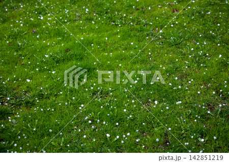 Hailstones on Lush Green Grass Lawn in Kyrgyzstan Hailstones on Lush Green Grass Lawn in Kyrgyzstan 142851219
