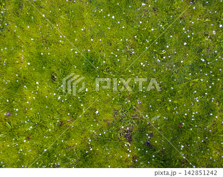 Hailstones scattered on a vibrant green lawn Hailstones scattered on a vibrant green lawn 142851242