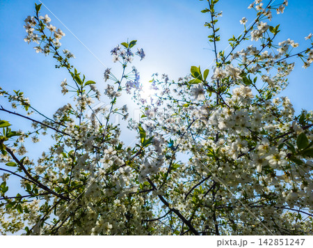 Blooming White Flowers Under Bright Blue Sky Blooming White Flowers Under Bright Blue Sky 142851247