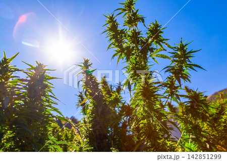 Mature Cannabis Plants Under Bright Sunlight Mature Cannabis Plants Under Bright Sunlight 142851299