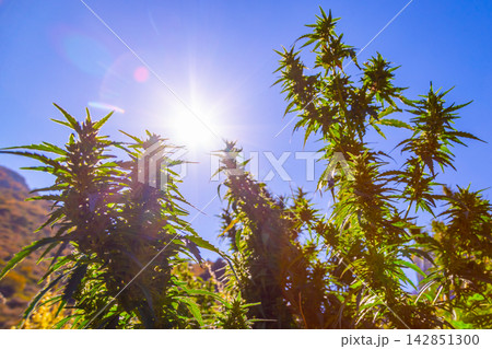 Cluster of Cannabis Plants Under Bright Sunlight 142851300
